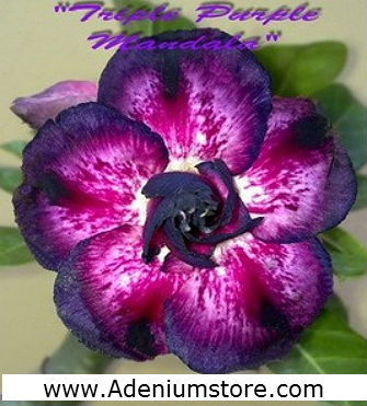 (image for) Adenium Obesum \'Triple Purple Mandala\' 5 Seeds